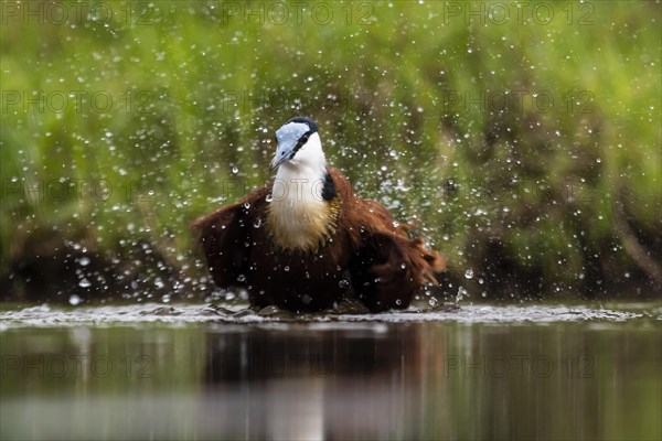 African jacana