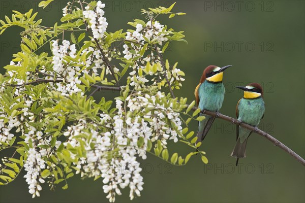 Bee-eater