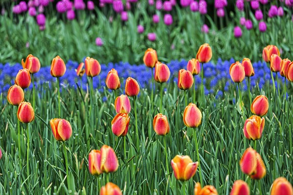 Orange tulips