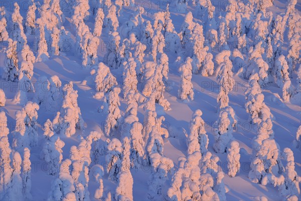 Snow covered trees at sunrise