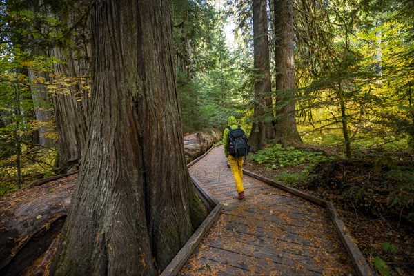 Hiker on logging trail between western red cedar
