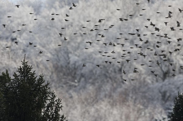 Brambling