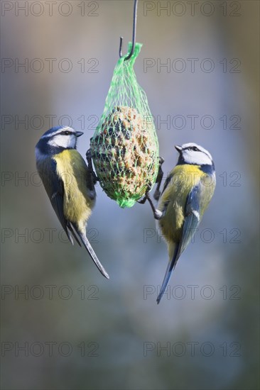 Blue Tit