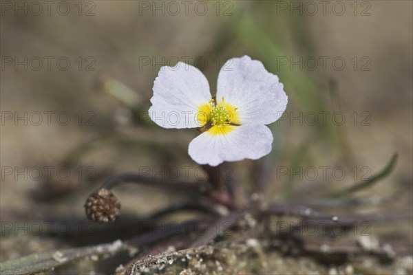 Common lesser water-plantain