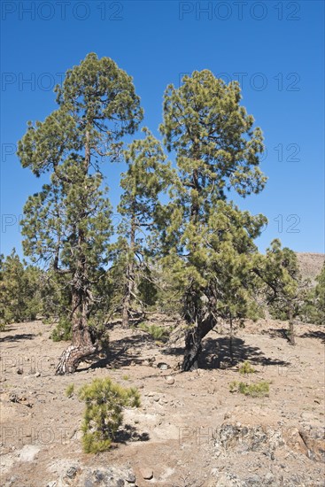 Canary island pines