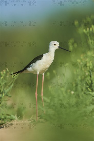 Black-winged stilt