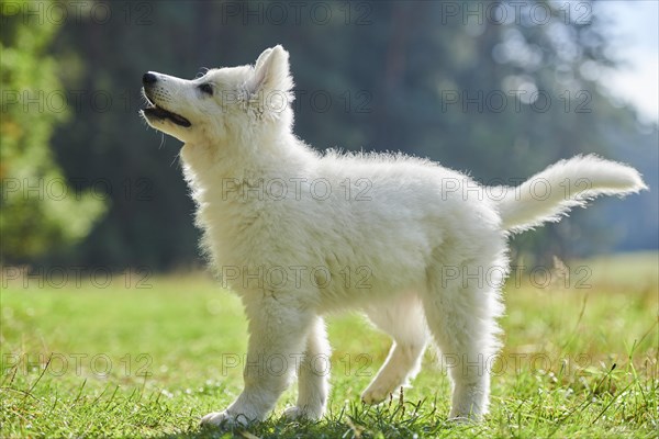 White Swiss Shepherd Dog