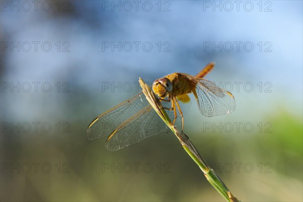 Red-veined darter