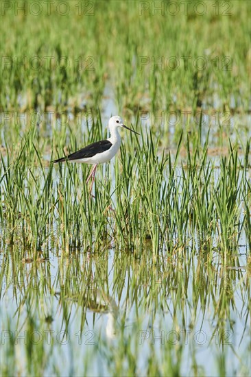 Black-winged stilt