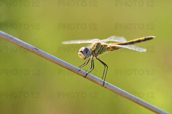 Red-veined darter