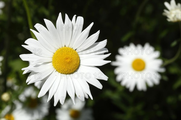 Marguerite