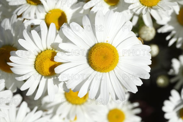 Marguerite