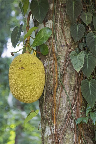 Jackfruit tree