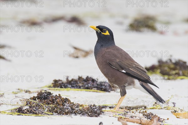 Common myna