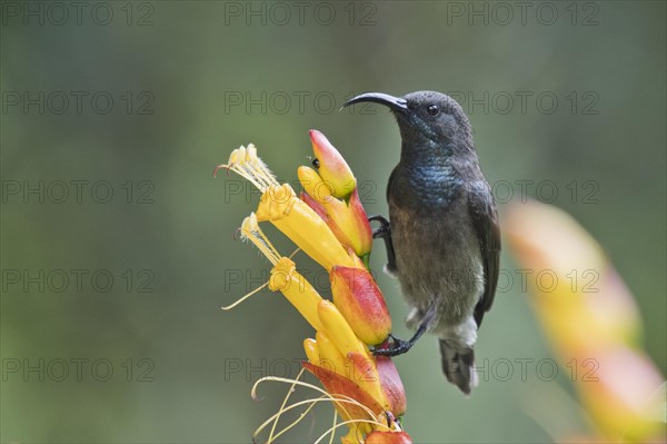 Seychelles Sunbird