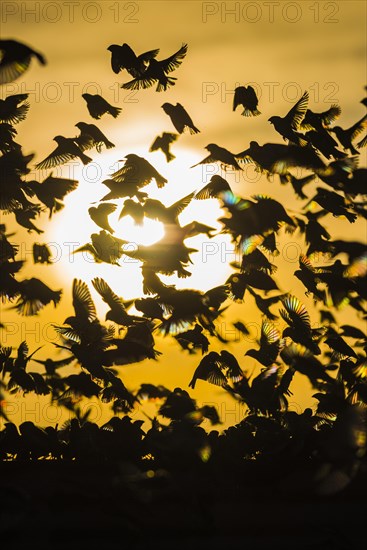 A mega flock of red-billed quelea