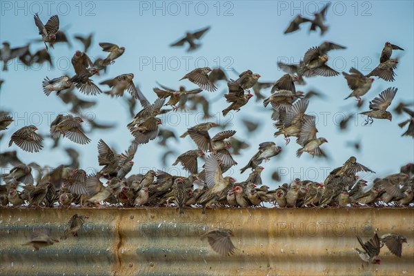 A mega flock of red-billed quelea