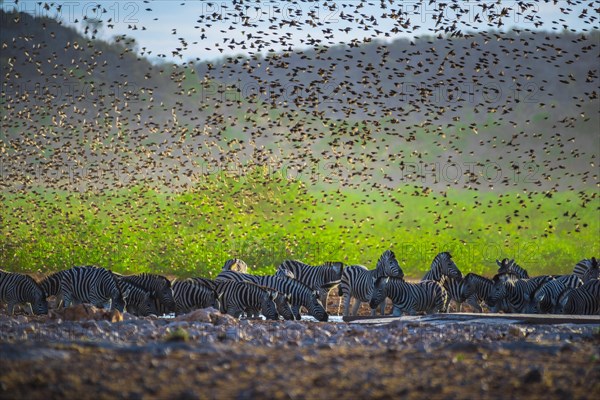 A mega flock of red-billed quelea