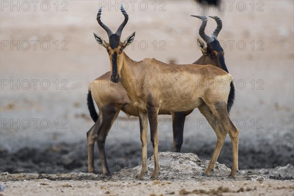 Red hartebeest