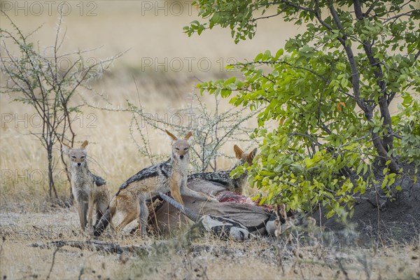 Black-backed jackal