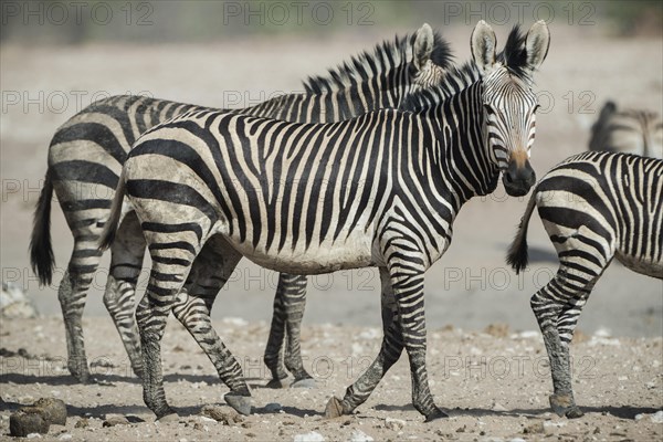 Hartmann's mountain zebra