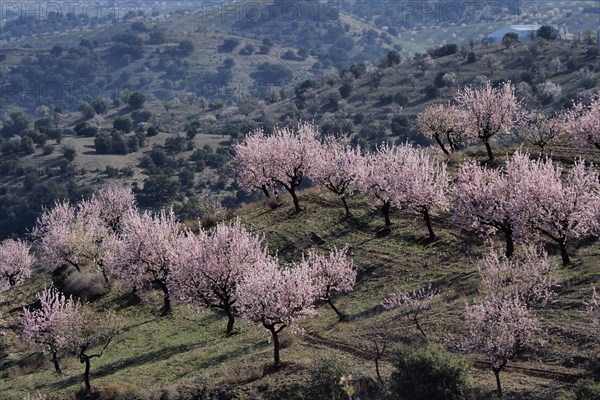 Several almond trees in blossom on mountain slope