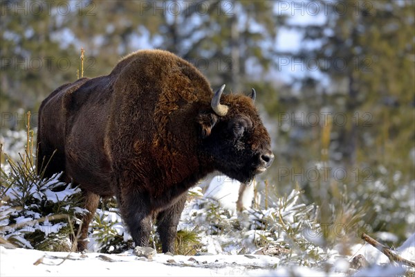 European bison