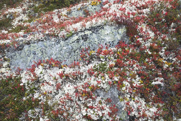 Bog bilberry