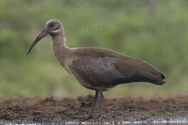 Hagedash Ibis