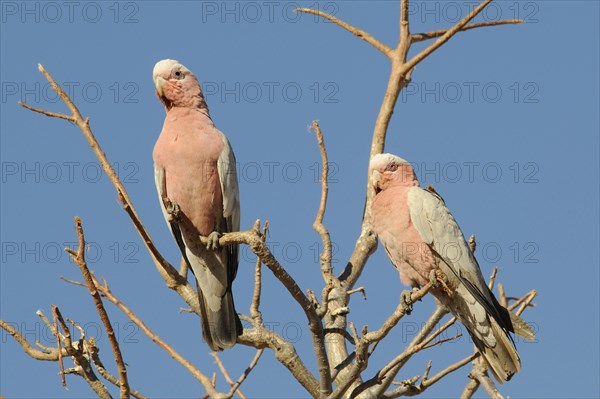 Galahs