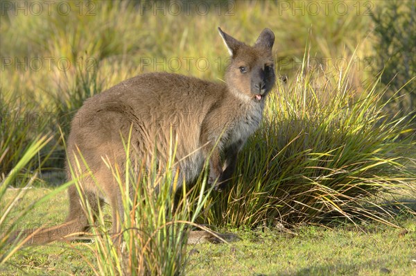 Kangaroo Island Kangaroo