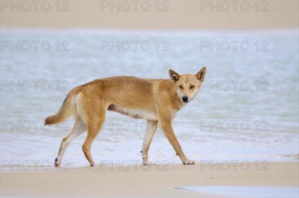 Dingo