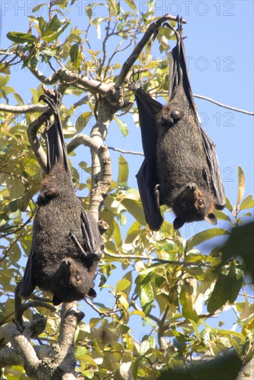 Grey-headed flying fox