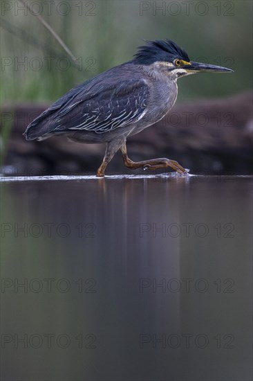 Striated heron