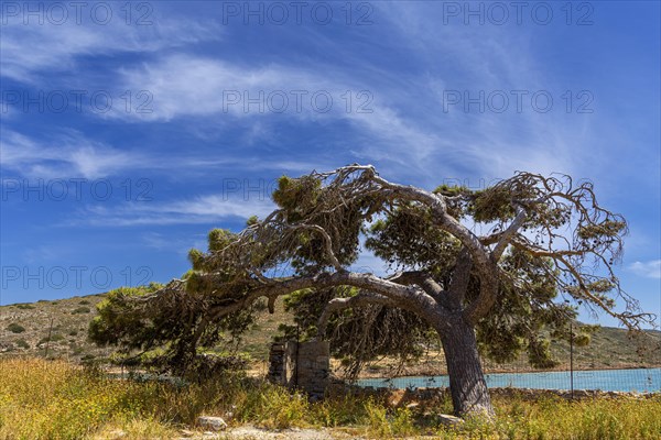 Pine tree on the fortress wall of the sea fortress on the island of Spinalonga in the Mediterranean Sea