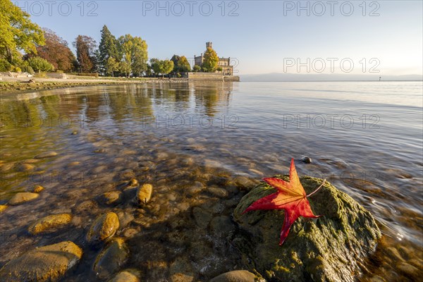 Autumn trees on the shore in the sunshine with Montfort Castle