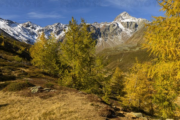 Autumn valley with larches