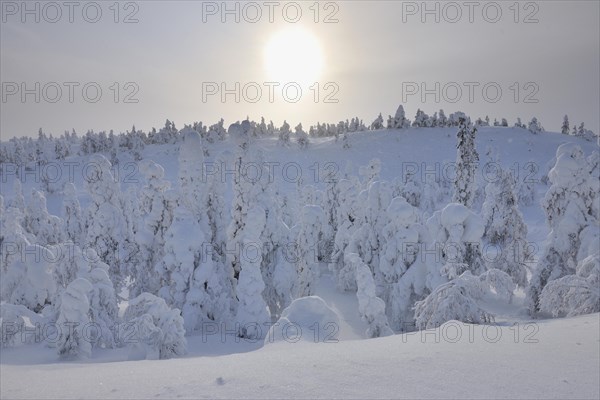 Snow covered trees in snow fall