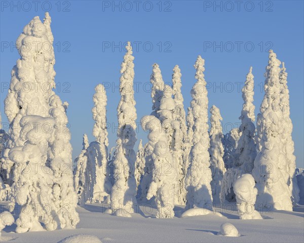 Snow covered winter landscape