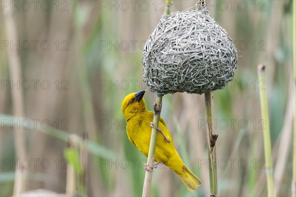 Eastern golden weaver