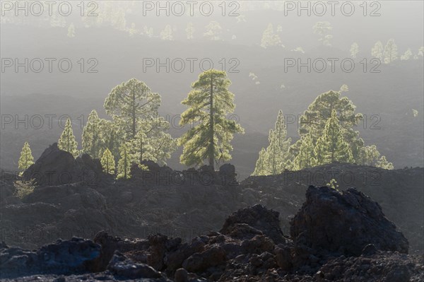 Canary island pines