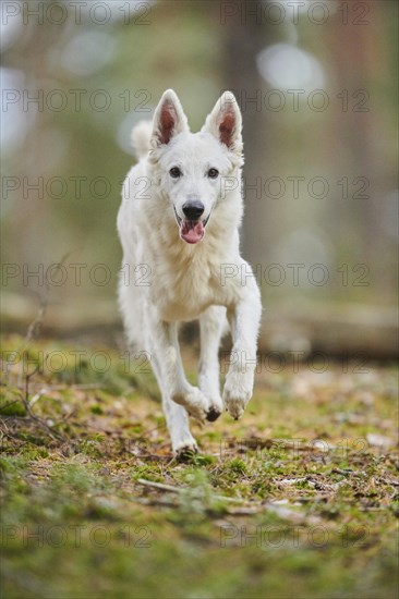 White Swiss Shepherd Dog