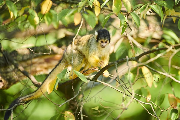 Common squirrel monkey