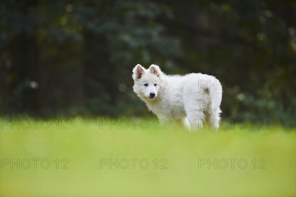 White Swiss Shepherd Dog