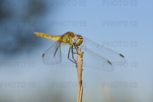 Red-veined darter