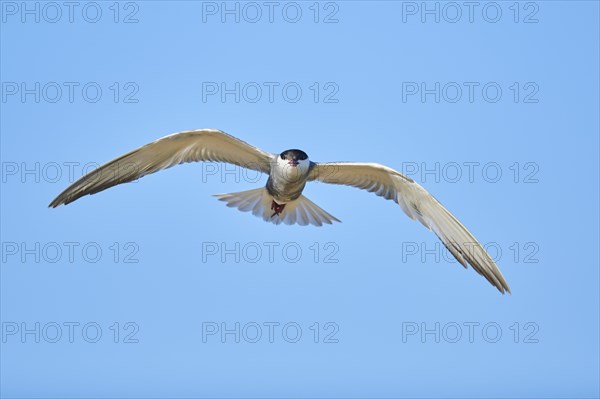 Whiskered tern