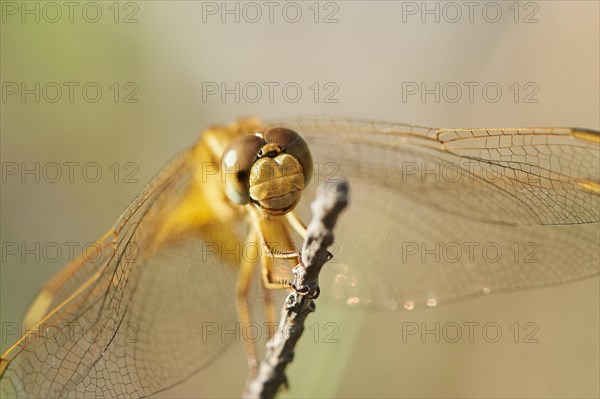 Red-veined darter