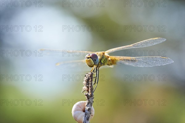 Red-veined darter