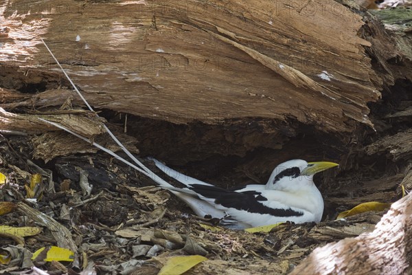 White-tailed Tropicbird