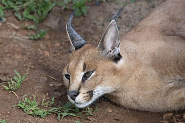 Caracal